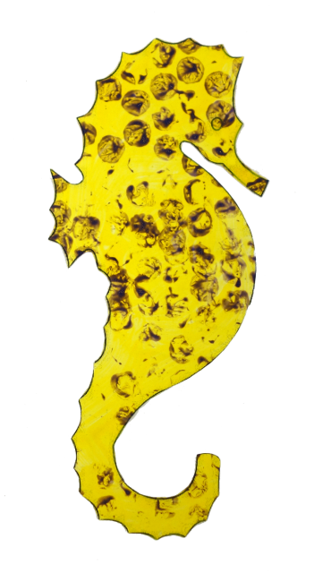 seahorse
